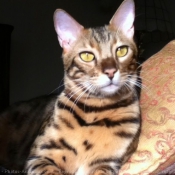 Photo de Bengal