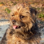 Photo de Border terrier