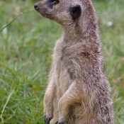 Photo de Suricate