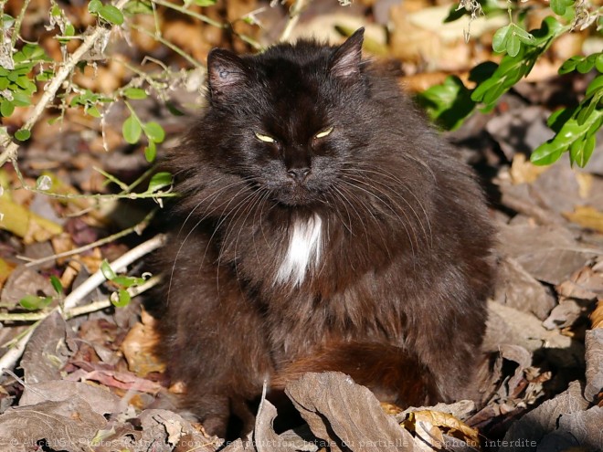 Photo de Chat domestique