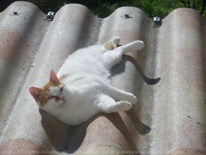 Photo de Chat domestique