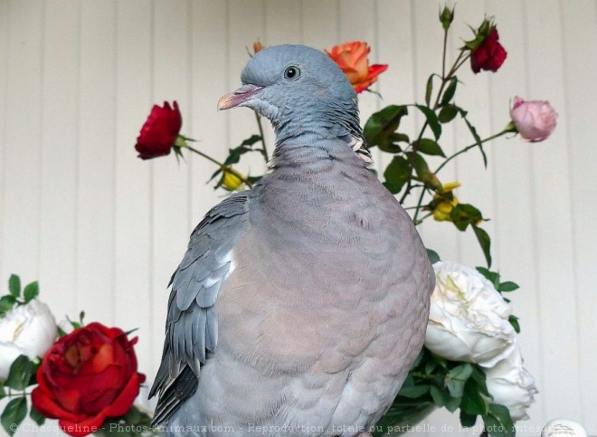 Photo de Pigeon - ramier