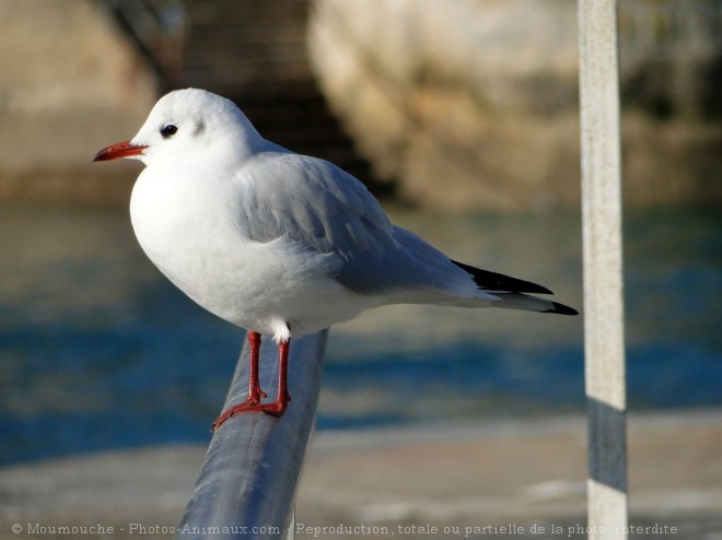 Photo de Mouette