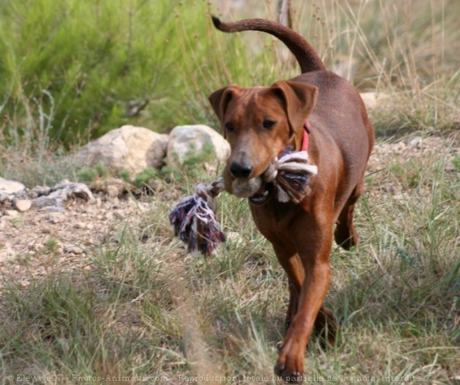 Photo de Pinscher allemand