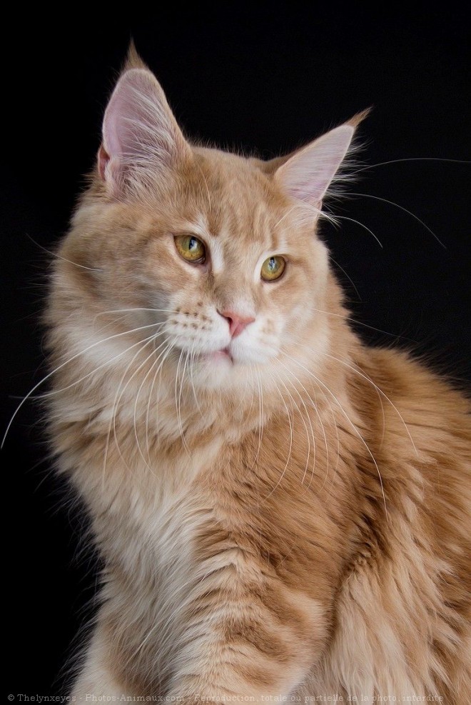 Photo de Maine coon