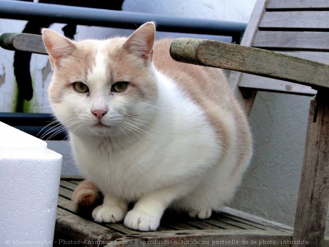 Photo de Chat domestique