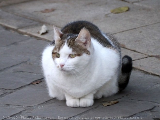 Photo de Chat domestique