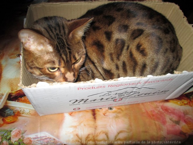 Photo de Bengal