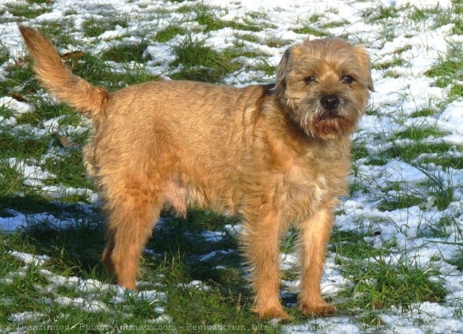 Photo de Border terrier