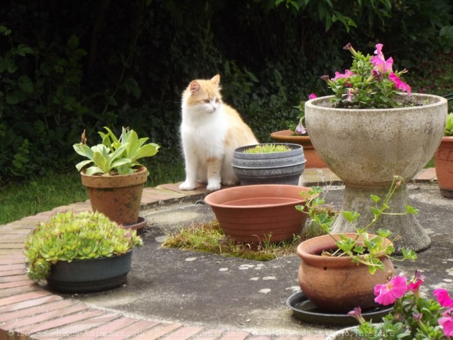 Photo de Chat domestique