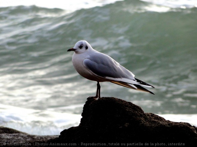 Photo de Mouette