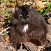 Photo de Chat domestique