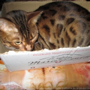 Photo de Bengal