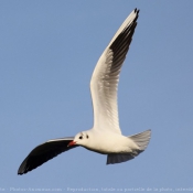 Photo de Mouette