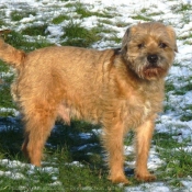 Photo de Border terrier