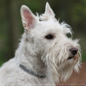 Photo de Scottish terrier