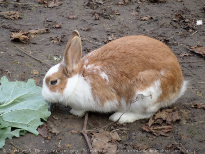 Photo de Lapin