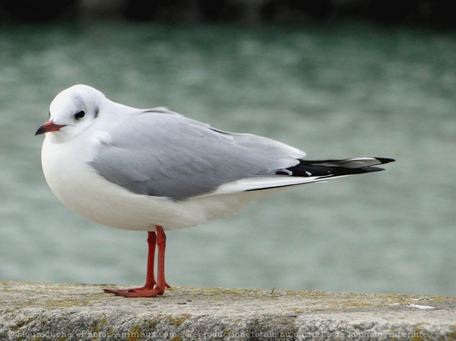 Photo de Mouette