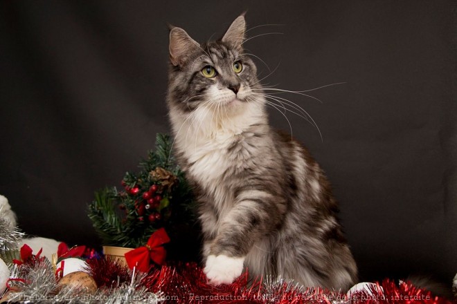 Photo de Maine coon