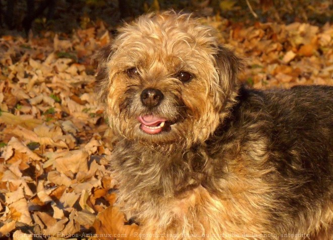 Photo de Border terrier