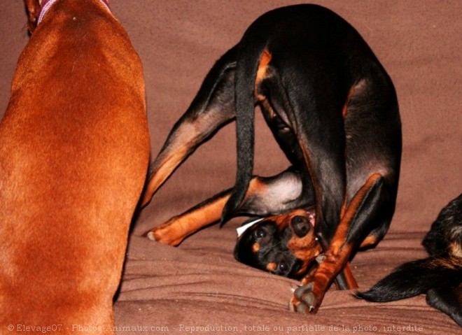 Photo de Pinscher allemand