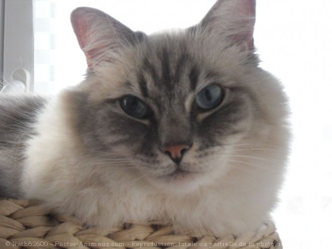 Photo de Ragdoll