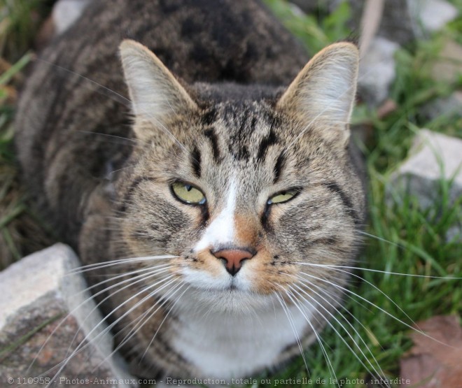 Photo de Chat domestique