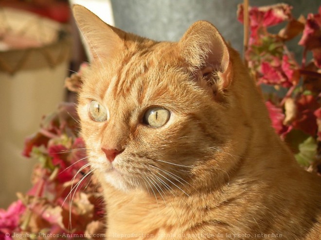 Photo de Chat domestique