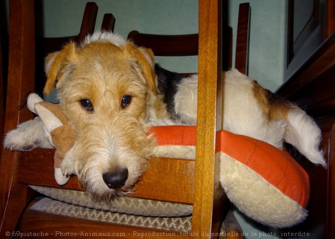 Photo de Fox terrier  poil dur