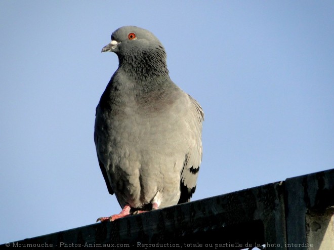 Photo de Pigeon