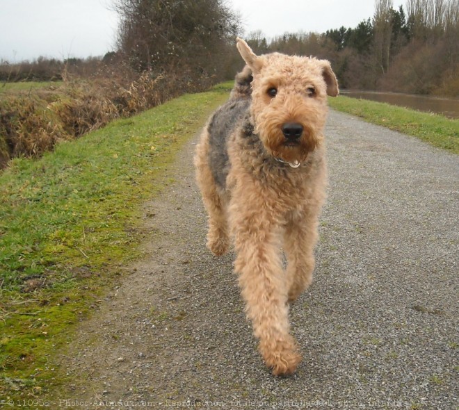 Photo d'Airedale terrier