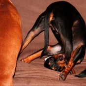 Photo de Pinscher allemand