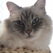 Photo de Ragdoll