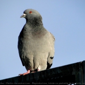 Photo de Pigeon