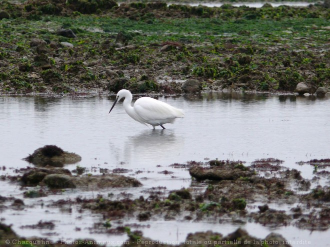 Photo d'Aigrette