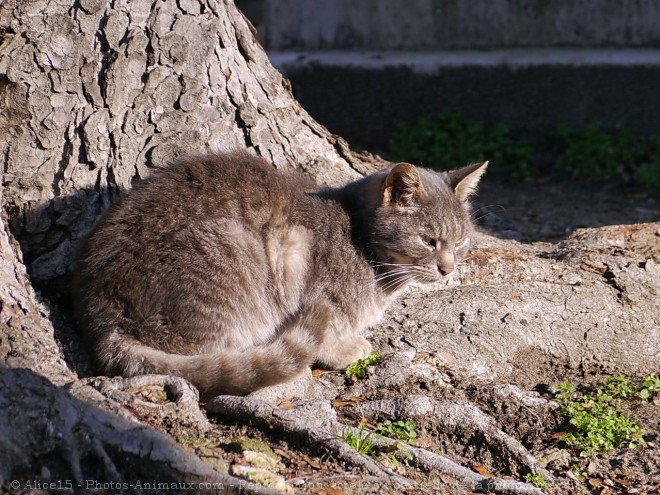 Photo de Chat domestique