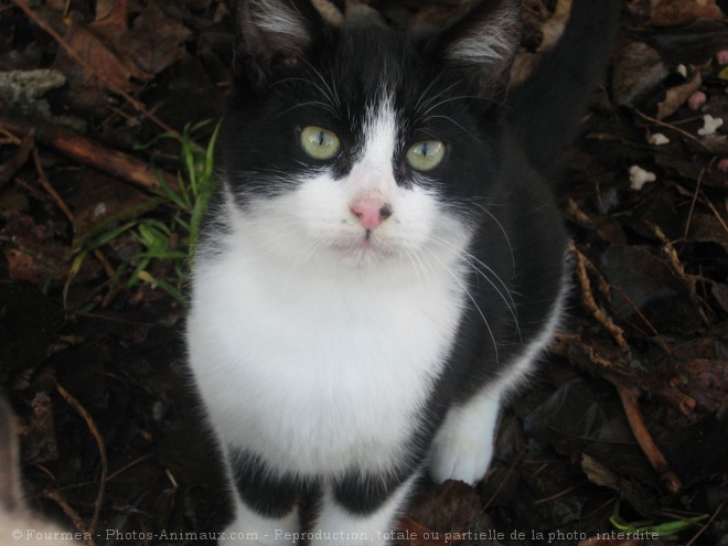 Photo de Chat domestique