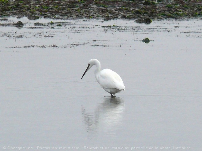 Photo d'Aigrette