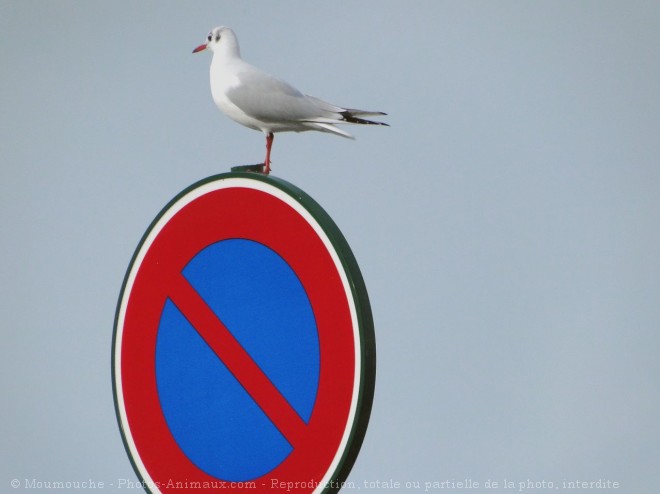 Photo de Mouette