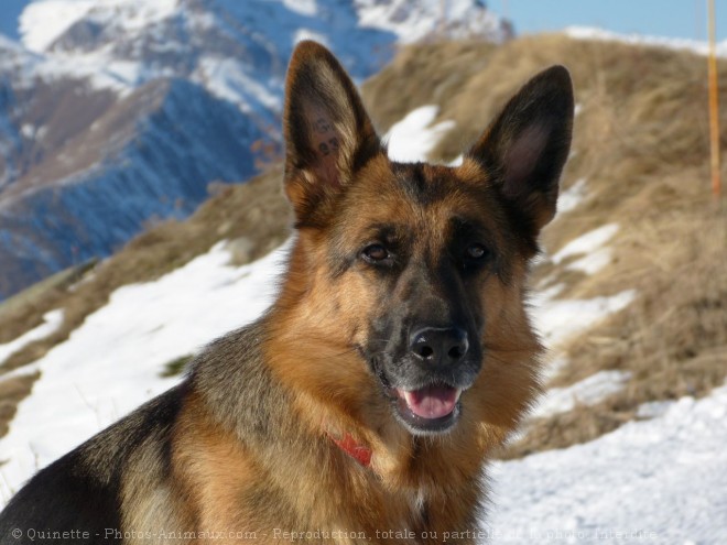 Photo de Berger allemand  poil court