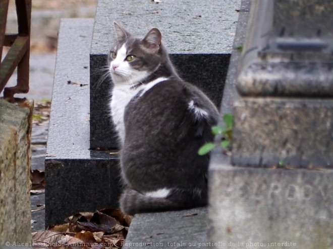 Photo de Chat domestique