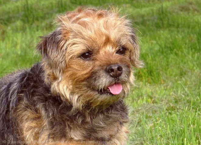 Photo de Border terrier