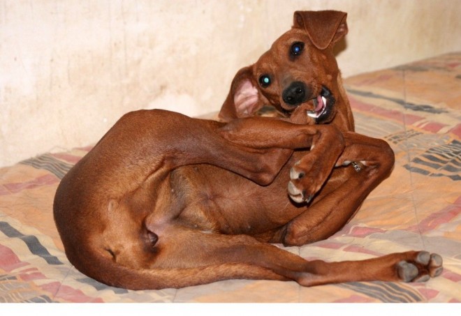 Photo de Pinscher allemand