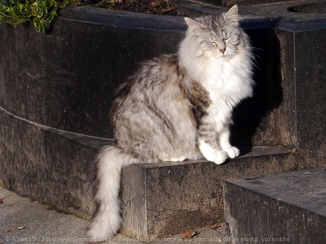 Photo de Chat domestique