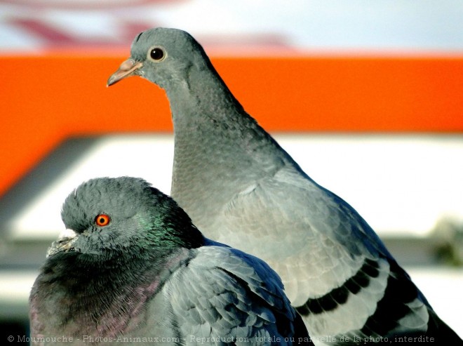 Photo de Pigeon