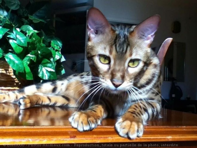 Photo de Bengal