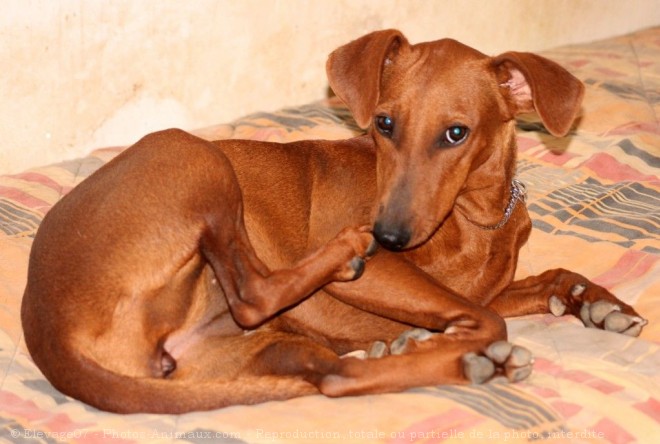 Photo de Pinscher allemand