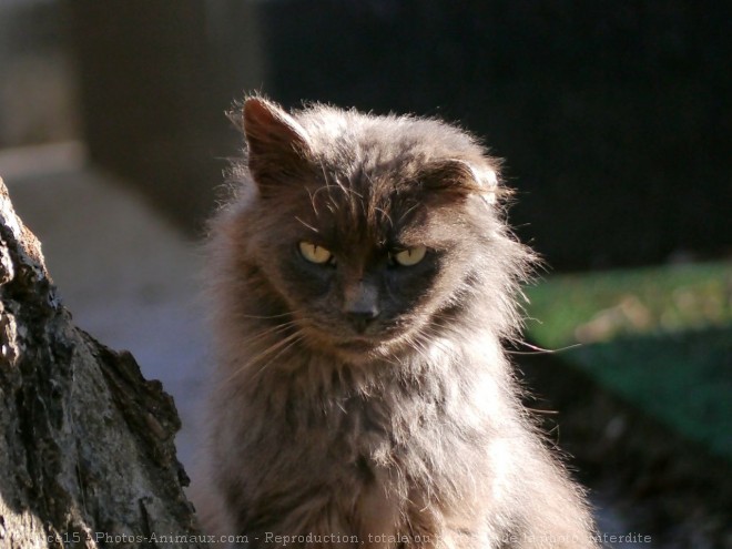 Photo de Chat domestique