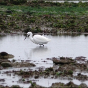 Photo d'Aigrette