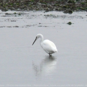 Photo d'Aigrette